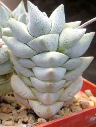 crassula deceptor сеянец