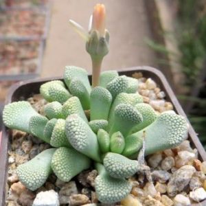 1877 MG titanopsis primosii