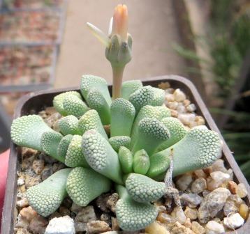 1877 MG titanopsis primosii