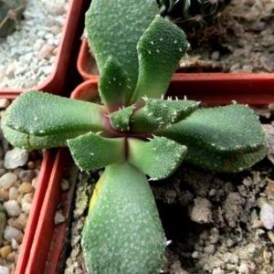 aloinopsis setifera