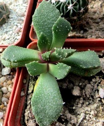 aloinopsis setifera
