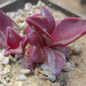 lenophyllum guttatum variegata
