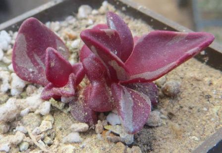 lenophyllum guttatum variegata