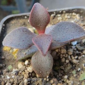 lenophyllum guttatum