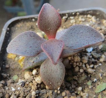 lenophyllum guttatum