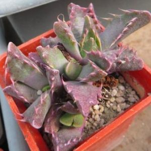 faucaria  felina