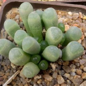 fenestraria rhopalophylla
