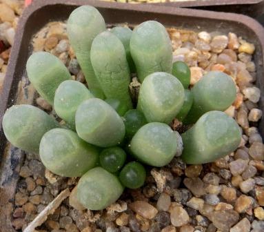 fenestraria rhopalophylla