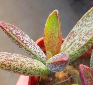 adromischus marianae  gybrid