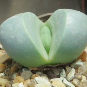 Argyroderma delaetii