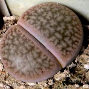 1616.32 MG lithops hookeri dabneri C 85