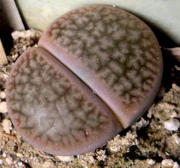 1616.32 MG lithops hookeri dabneri C 85