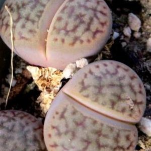 1616.32 MG lithops hookeri dabneri C 85