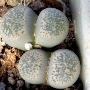 1731.58 MG  lithops terricolor C 376