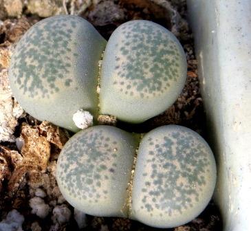 1731.58 MG lithops terricolor C 376