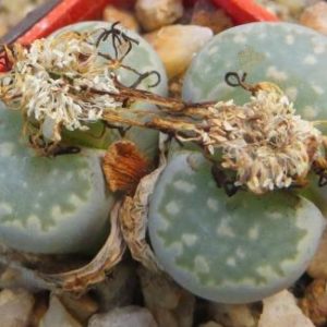 lithops salicola