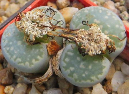 lithops salicola