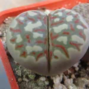 ithops dorotheae