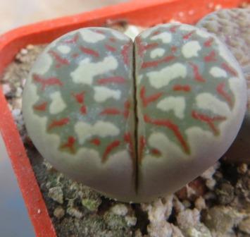 ithops dorotheae