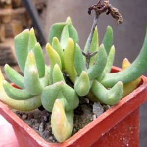 rhombophyllum nelii