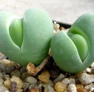 gibbaeum hethii