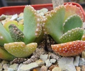 aloinopsis malherbei