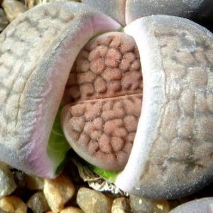 1609.6 MG lithops hallii C 45
