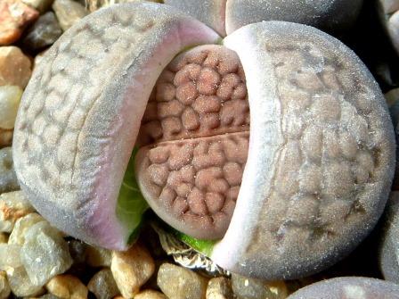 1609.6 MG lithops hallii C 45
