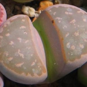 lithops olivacea c162