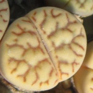 lithops bromfieldii v mennellii