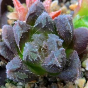 haworthia japanese hybrids