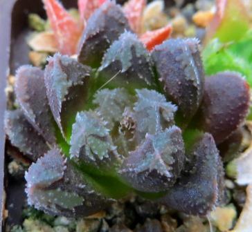 haworthia japanese hybrids