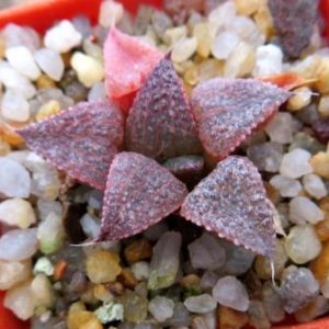 haworthia japanese hybrids