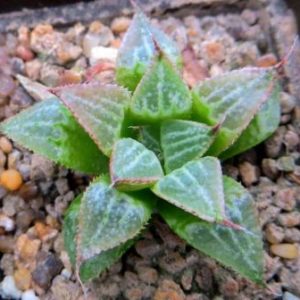 haworthia  hybrids