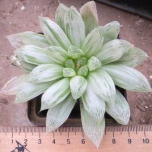 haworthia cooperi variegata