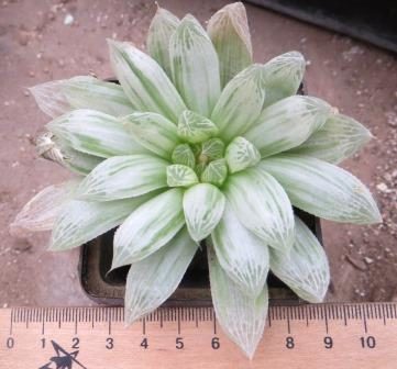 haworthia cooperi variegata