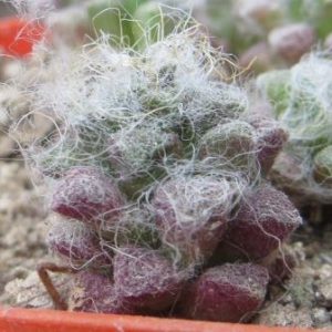 Anacampseros filamentosa subsp. tomentosa