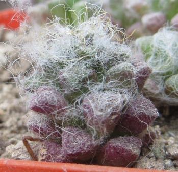 Anacampseros filamentosa subsp. tomentosa