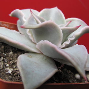 Echeveria  Madiba