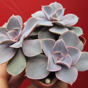 Echeveria  Perle von Nurnberg      3 разом