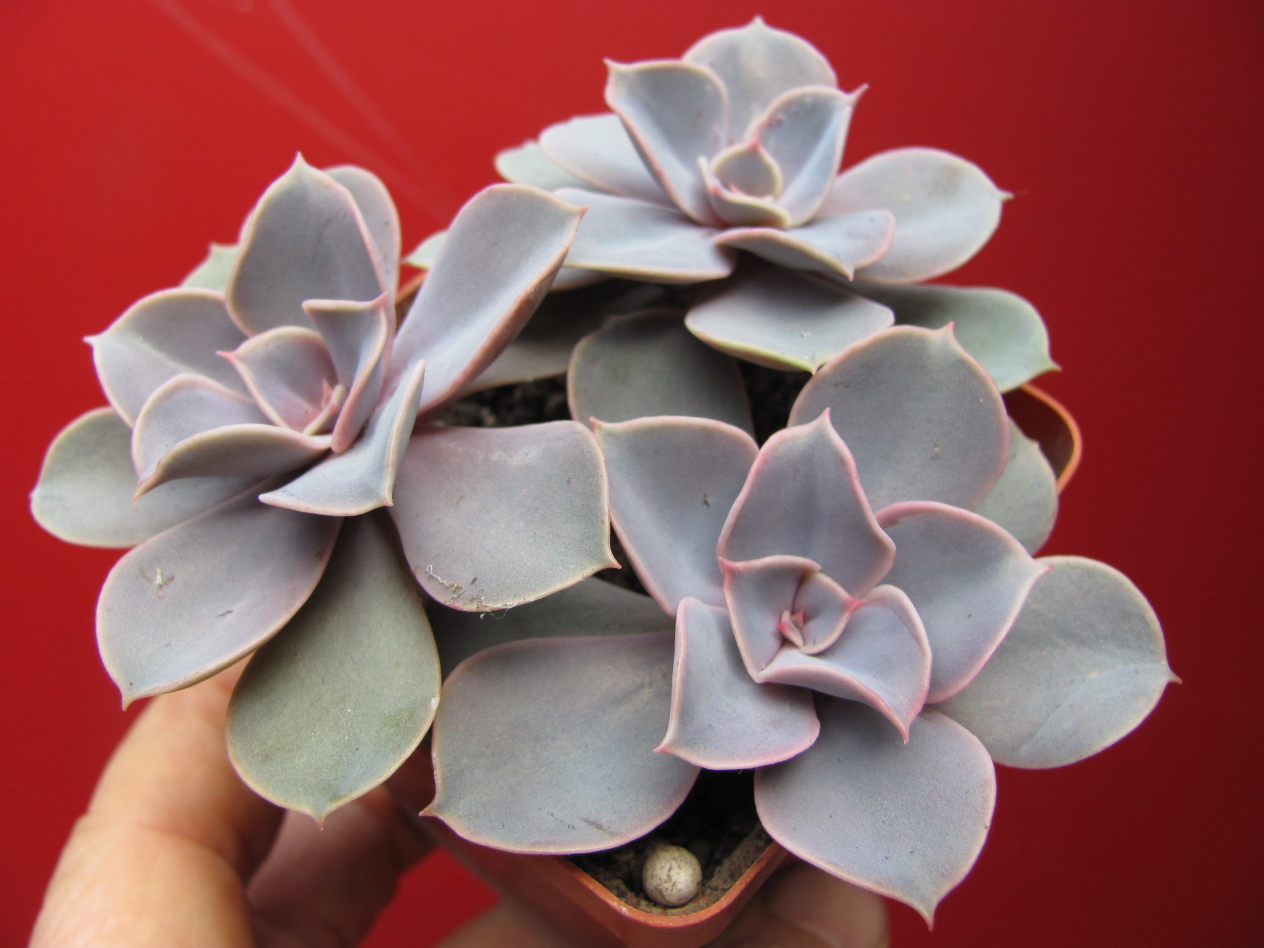 Echeveria  Perle von Nurnberg      3 разом