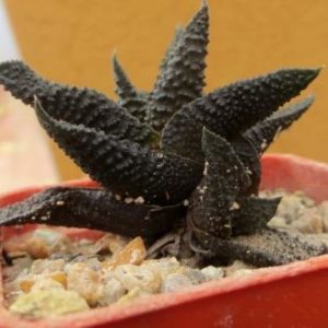 haworthia scabra tuberculata