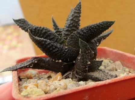haworthia scabra tuberculata