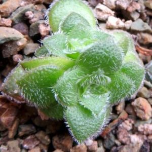 crassula shuldiana new