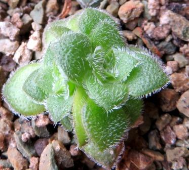 crassula shuldiana new