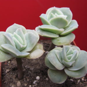 Echeveria  Lovely Rose        3 разом