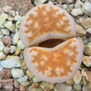 lithops karasmontana summitatum