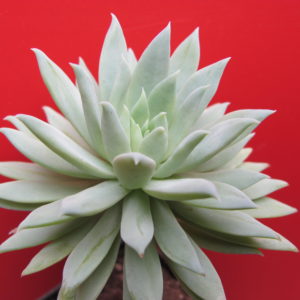 Dudleya  farinosa