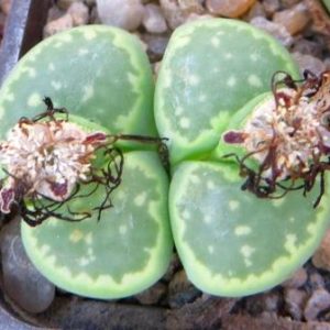 lithops julii fulleri green