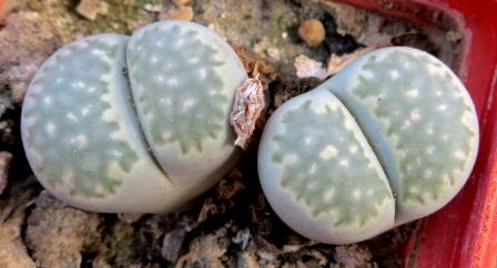 lithops salicola